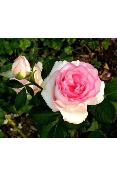 Чайно-гібридна троянда Дольче Віта під час цвітіння